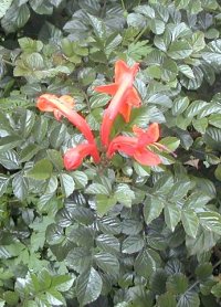 red flower in hedge